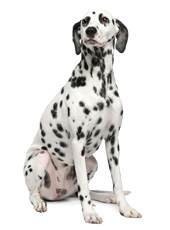 Dr Ana Falk Holistic Pet vet Dalmation