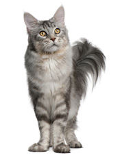 Dr Ana Falk Holistic Pet vet Maine coon